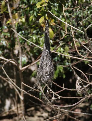 Yellow-winged Cacique nest