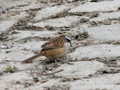 Stripe-headed Sparrow