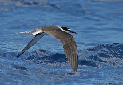 Bridled Tern