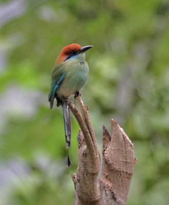 Russet-crowned Motmot