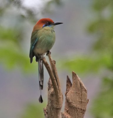 Russet-crowned Motmot