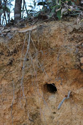 Russet-crowned Motmot nest burrow
