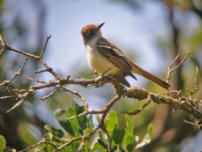 Ash-throated Flycatcher