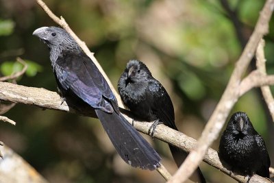 Groove-billed Ani