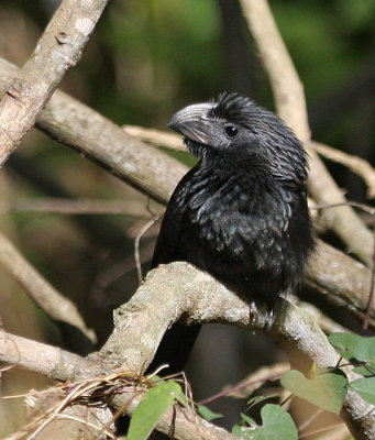 Groove-billed Ani