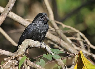 Groove-billed Ani