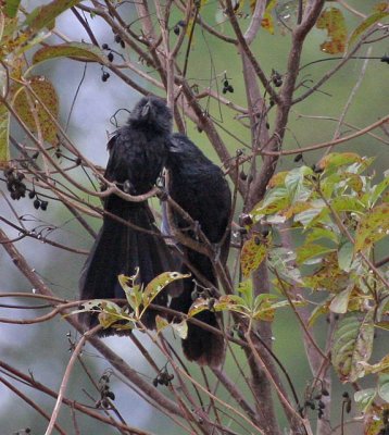 Groove-billed Ani