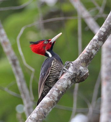 Pale-billed Woodpecker