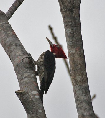 Pale-billed Woodpecker