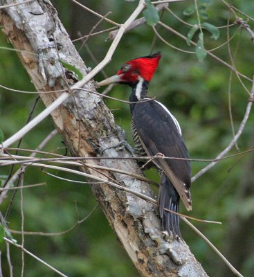 Pale-billed Woodpecker