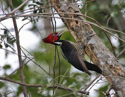 Pale-billed Woodpecker