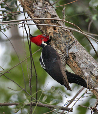 Pale-billed Woodpecker