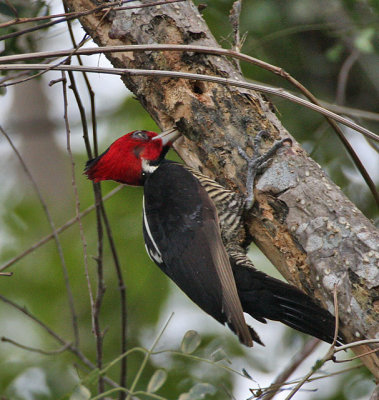 Pale-billed Woodpecker