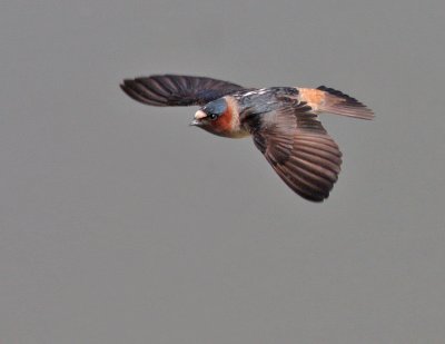 Cliff Swallow