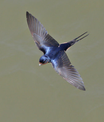 Barn Swallow