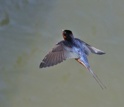 Barn Swallow