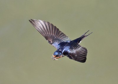 Barn Swallow