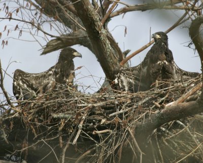 Bald Eagles near Cane Creek in southern Arkansas