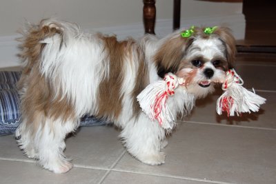 after_the_groomer