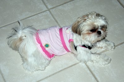 puppies_in_dresses