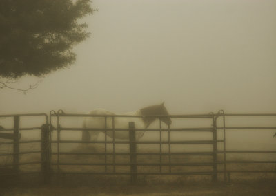 fog