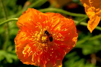 flower1.jpg