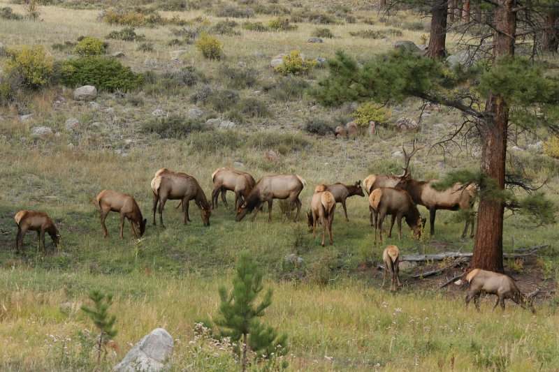 Elk