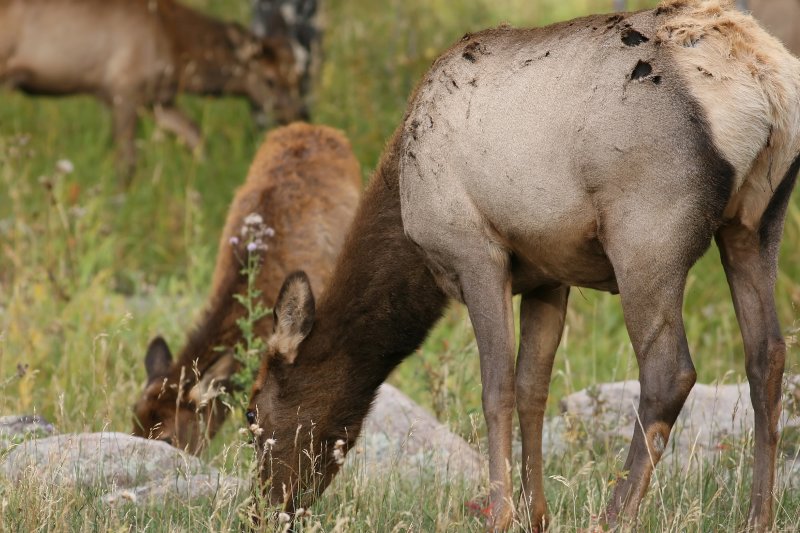 Female Elk