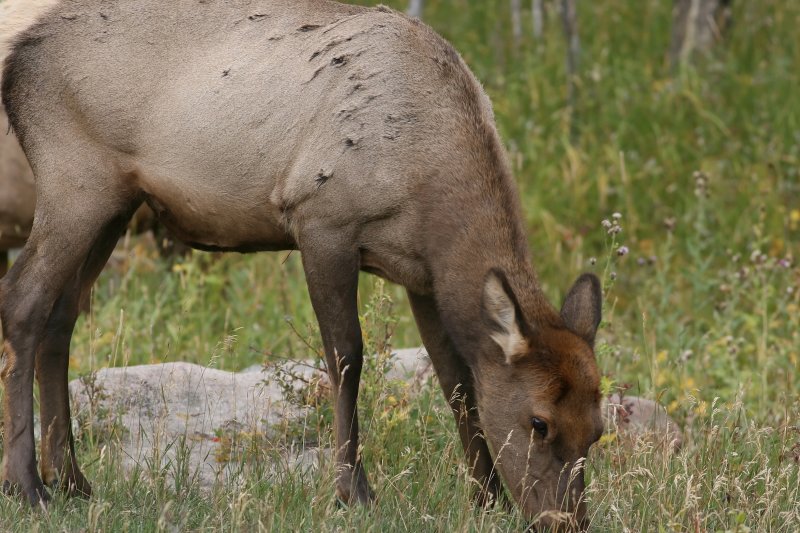 Female Elk
