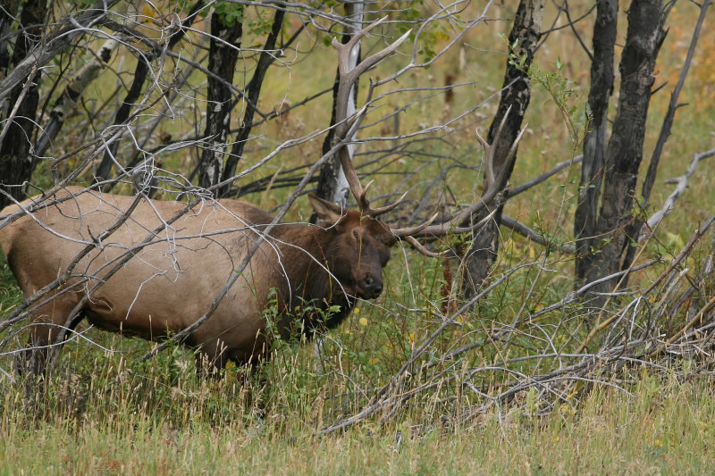 Male Elk Sharpening