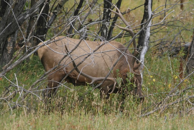 Male Elk Sharpening
