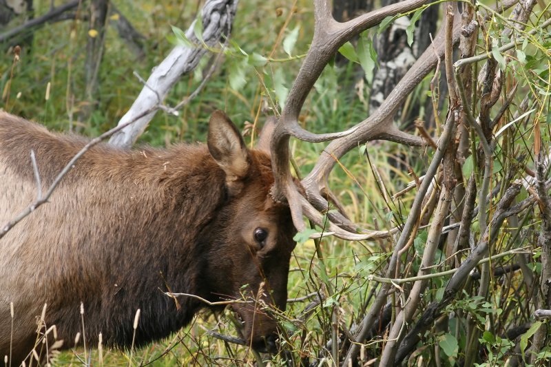 Male Elk Sharpening