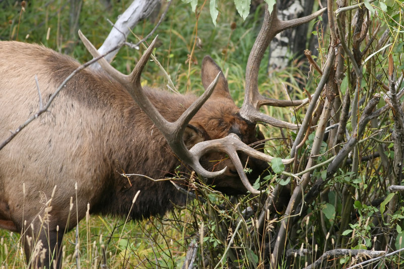 Male Elk Sharpening