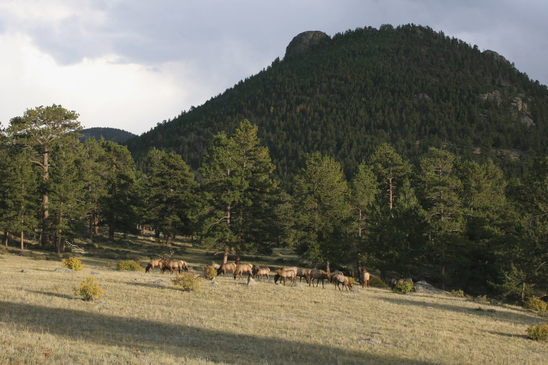 Elk