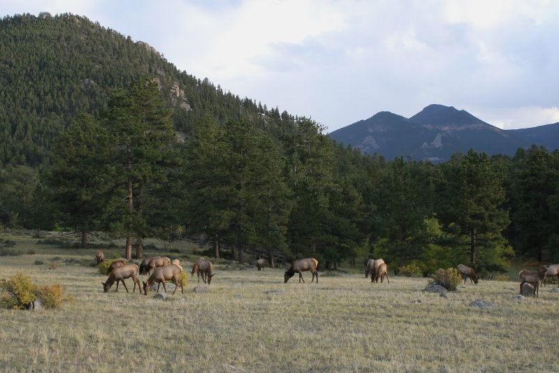 Elk