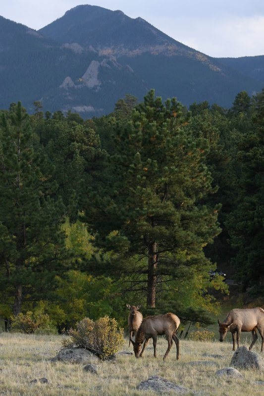 Elk