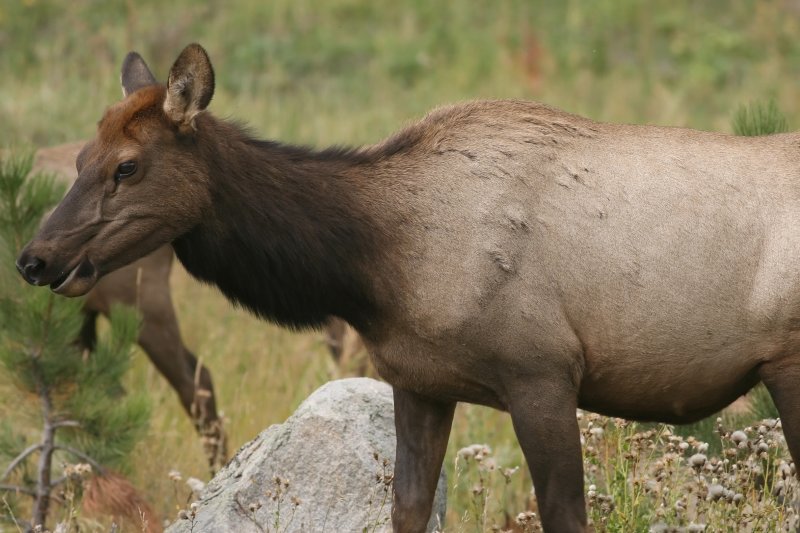 Female Elk