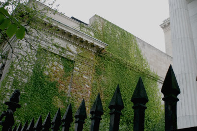 Ivy-Covered Wall