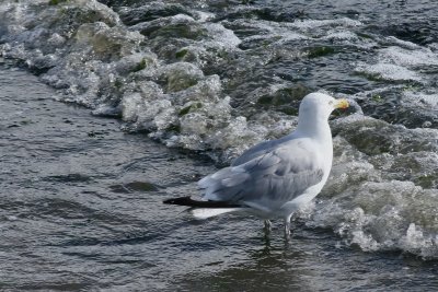 Seagull at Morris Cove
