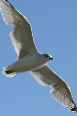 Seagull at Morris Cove