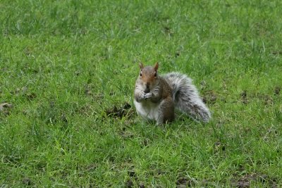 Squirrel