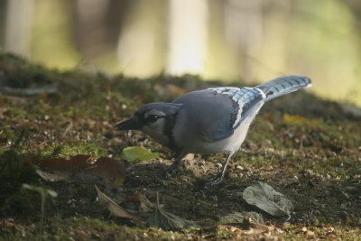 Backyard Blue Jay