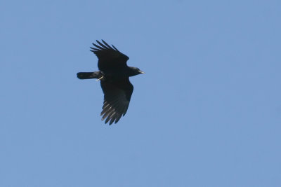 Migrating Crow
