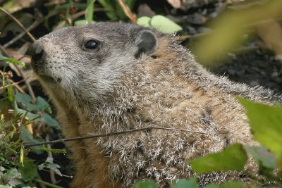 Poughkeepsie Groundhog