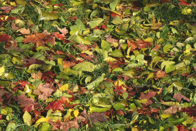 Leaves