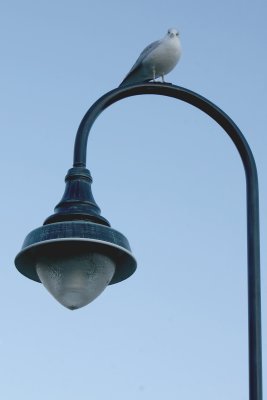 Lamppost Seagull