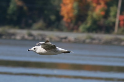 Poughkeepsie Seagull