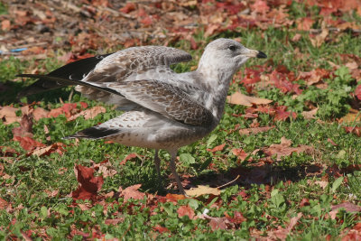Poughkeepsie Seagull