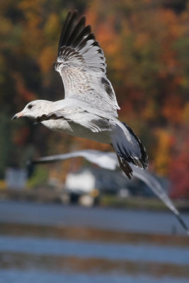 Poughkeepsie Seagull