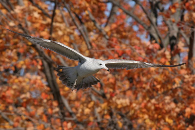 Poughkeepsie Seagull